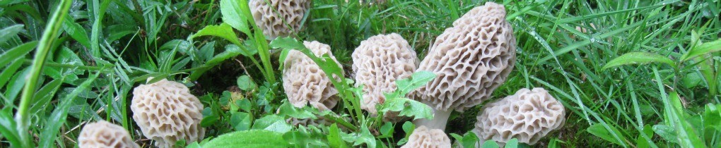 cropped-cropped-Morel-Mushroom-Header1.jpg