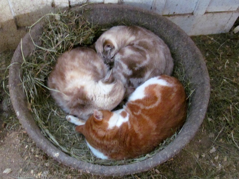Cats in hay