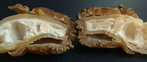 Verpa bohemica Cross Section By Jason Hollinger (CC BY-SA)