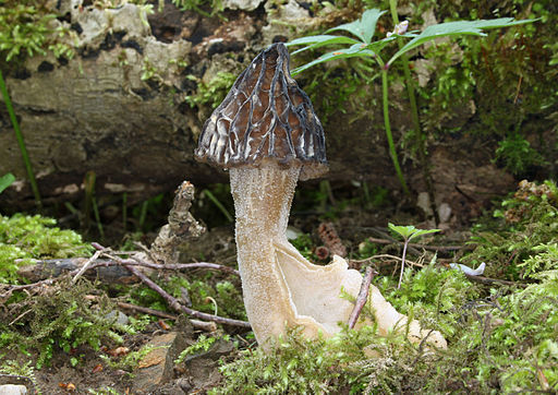 Morchella semilibera