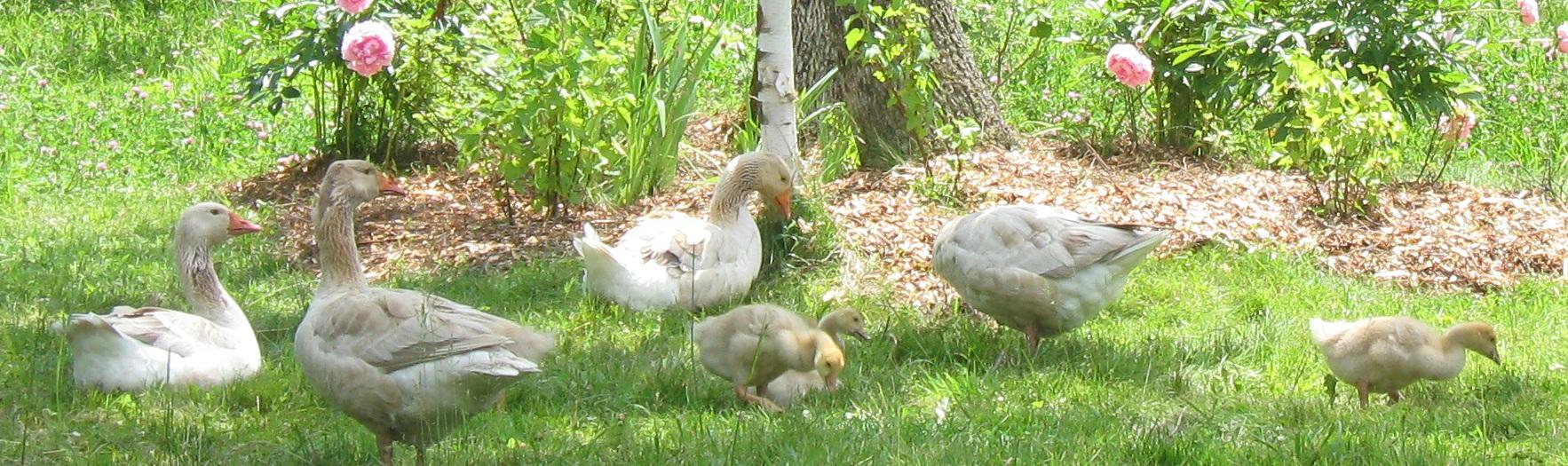 Goose Family Banner