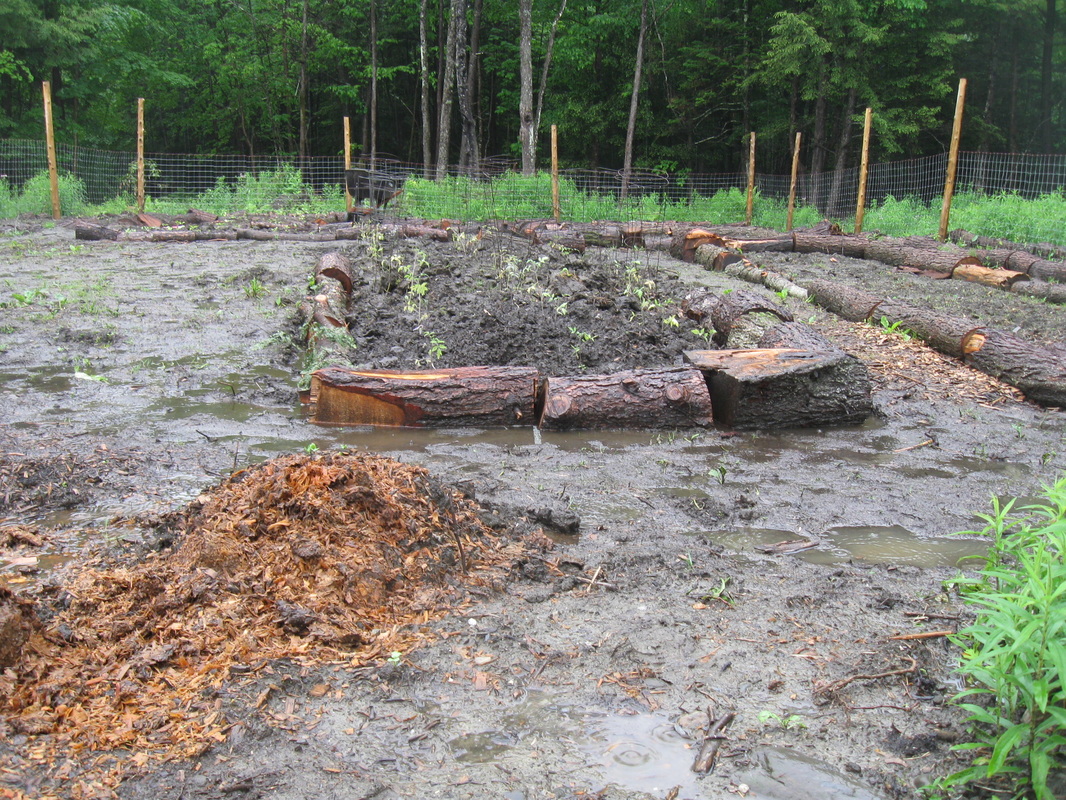 Raised beds in the garden help keep plants from drowning, but there's still standing water everywhere.