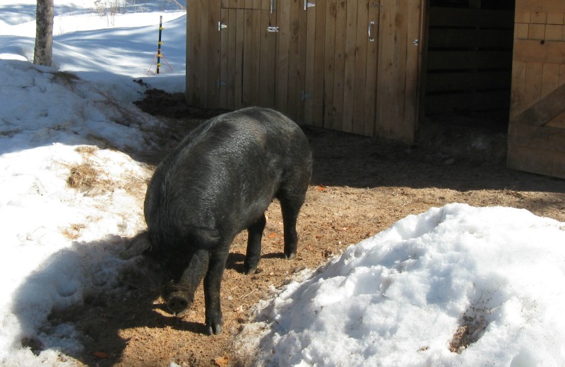 Estimating Your Pork Harvest: How Does Live Weight Compare to Cooked Yield? Estimating Your Pork Harvest: How Does Live Weight Compare to Cooked Yield?