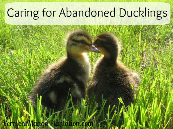 Caring For Abandoned Ducklings Caring For Abandoned Ducklings