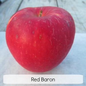 Red Baron Heriloom Apple
