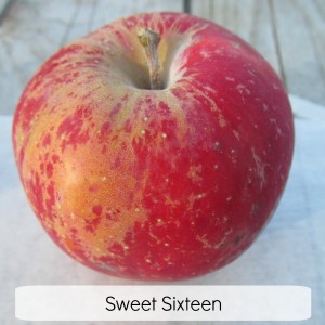 Sweet Sixteen Heirloom Apple