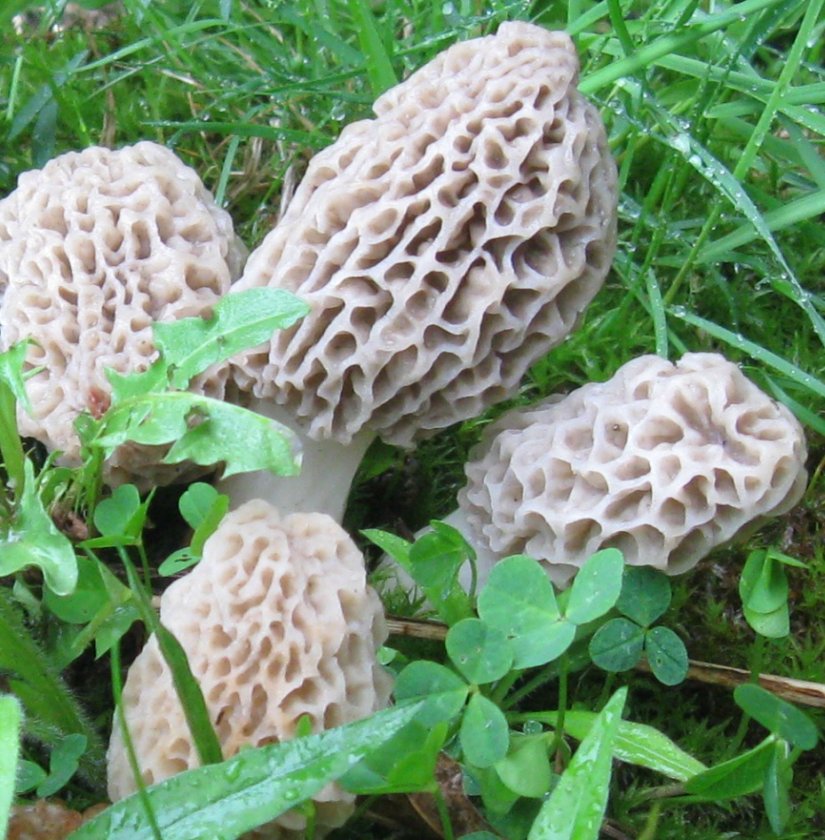 Foraging Morel Mushrooms How to Find, Identify, Preserve and Cook